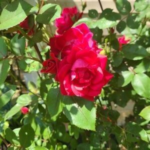 Meet your Posher, Jameen